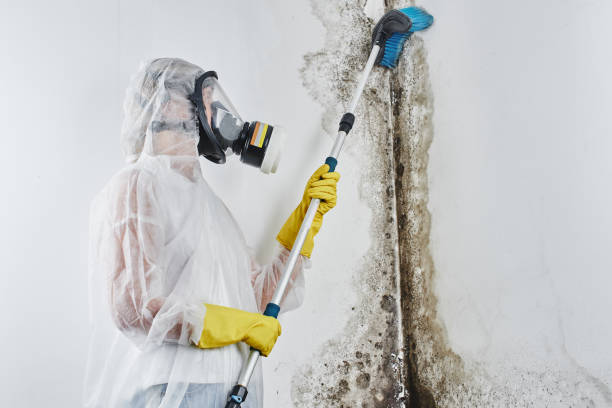 Best Mold Remediation for Rental Properties  in Longmont, CO